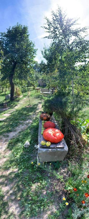 Patak Apartman, Diszel Ταπόλκα Εξωτερικό φωτογραφία